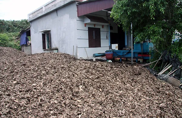 lá-vải, Lục-Ngạn, thu-gom, ủ-mục, Nhật-Bản, vải-thiều, xuất-khẩu