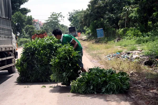 lá-vải, Lục-Ngạn, thu-gom, ủ-mục, Nhật-Bản, vải-thiều, xuất-khẩu