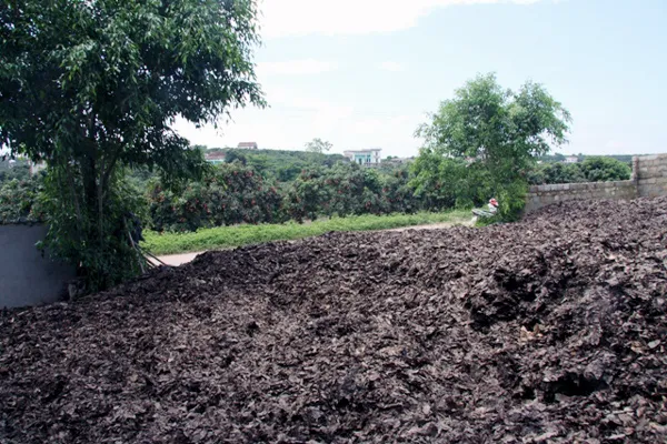 lá-vải, Lục-Ngạn, thu-gom, ủ-mục, Nhật-Bản, vải-thiều, xuất-khẩu