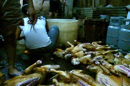 Lò mổ chó và hành trình chuộc chó ảnh 1 Lò mổ chó và hành trình chuộc chó ảnh 1