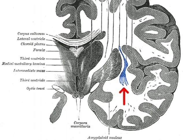 Phát hiện “công tắc” bật - tắt ý thức trong não bộ người ảnh 2 Phát hiện “công tắc” bật - tắt ý thức trong não bộ người ảnh 2