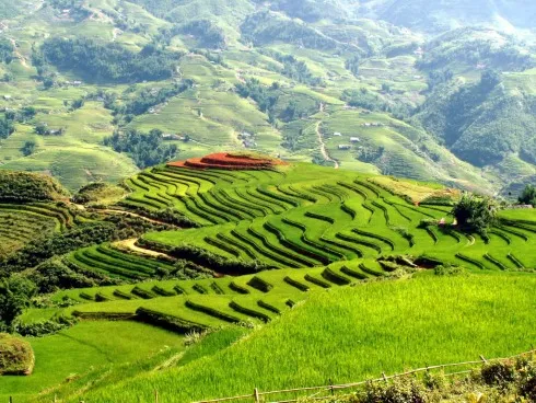 Việt Nam lọt vào Top 20 quốc gia đẹp nhất thế giới ảnh 1 Ruộng bậc thang Sa Pa