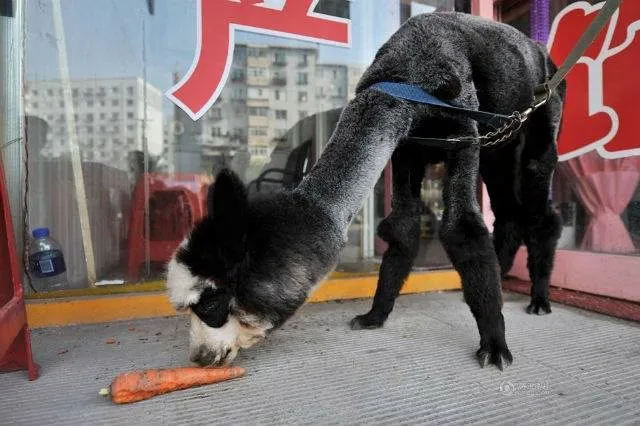 Kỳ lạ chú lạc đà không bướu “lai” gấu trúc ảnh 1