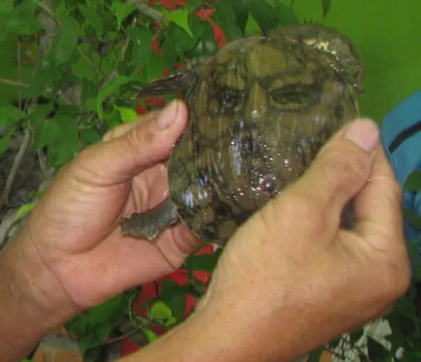 Khuôn mặt người trên lưng ba ba có mắt, chân mày xếch trông như một võ tướng