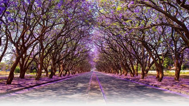 Ngất ngây chiêm ngưỡng những con đường đẹp bậc nhất thế giới ảnh 9