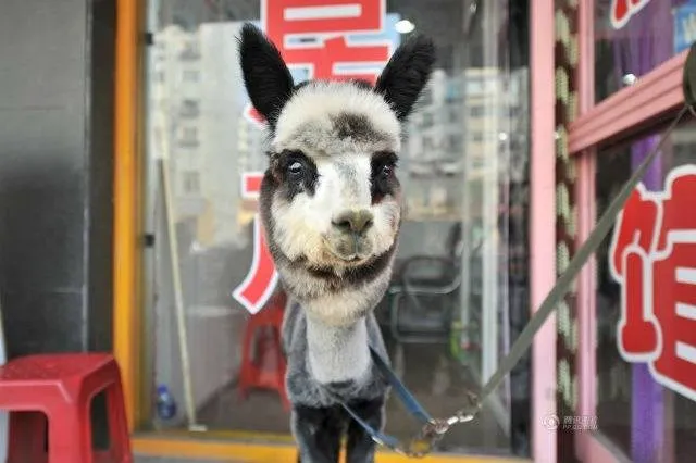 Kỳ lạ chú lạc đà không bướu “lai” gấu trúc ảnh 2