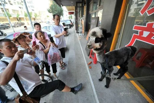 Kỳ lạ chú lạc đà không bướu “lai” gấu trúc ảnh 4