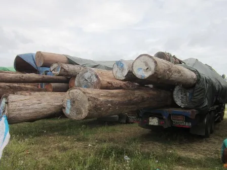 Gỗ chở quá tải và quá chiều dài, chiều cao thành xe