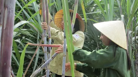 Hai chị em Hương và Hà đang cùng phụ giúp bố mẹ làm vườn