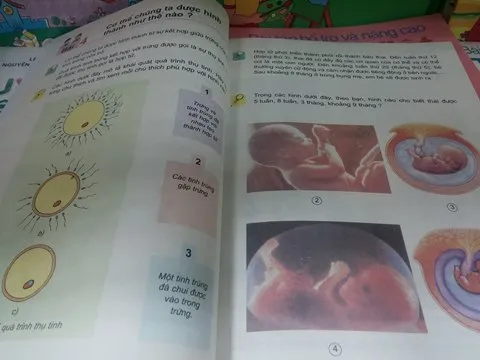 học sinh, tiểu học, SGK, bà bầu, phụ nữ, mang thai