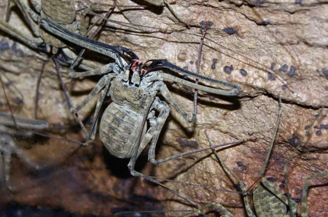 Bảy loài động vật có hình thù đáng sợ, nguy hiểm nhất thế giới ảnh 3