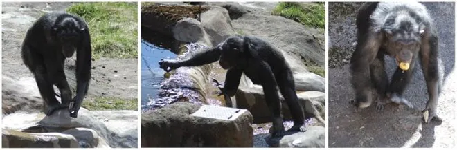 Bảy loài động vật có hình thù đáng sợ, nguy hiểm nhất thế giới ảnh 6