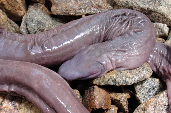 Bảy loài động vật có hình thù đáng sợ, nguy hiểm nhất thế giới ảnh 7