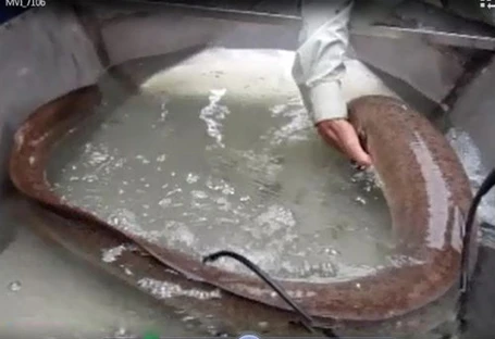 Ngày 7/1/2013, trong lúc đi làm ruộng, anh Vũ Văn Tý (xã Quỳnh Hưng, huyện Quỳnh Lưu, Nghệ An)