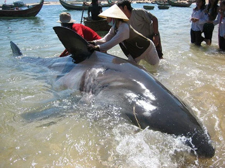 Ngày 7/1/2013, trong lúc đi làm ruộng, anh Vũ Văn Tý (xã Quỳnh Hưng, huyện Quỳnh Lưu, Nghệ An)