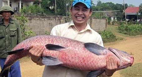 Năm 2012, lần đầu tiên ngư dân ở An Giang bắt được con cá tra dầu nặng 72kg từ sông Hậu.
