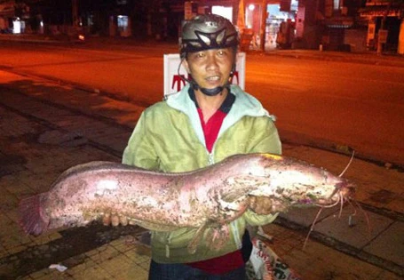 Năm 2012, lần đầu tiên ngư dân ở An Giang bắt được con cá tra dầu nặng 72kg từ sông Hậu.