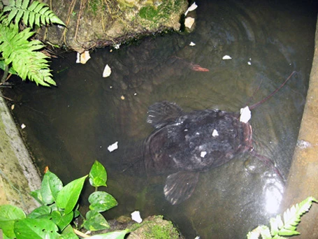 Năm 2012, lần đầu tiên ngư dân ở An Giang bắt được con cá tra dầu nặng 72kg từ sông Hậu.