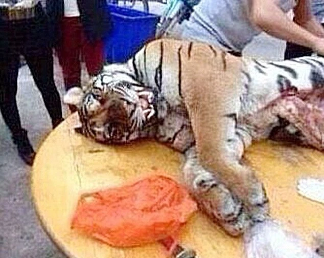 Đại gia 'bóc lịch' 13 năm vì ăn thịt ba con hổ để 'tăng cường sinh lực' ảnh 1