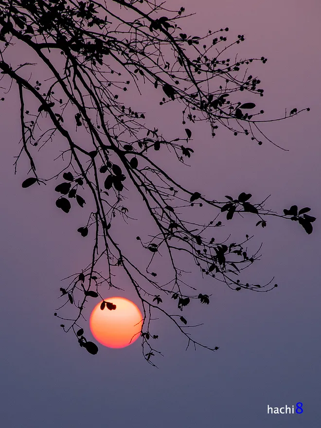 Nét quyến rũ của hồ Tây ngày đông ảnh 5 Nét quyến rũ của hồ Tây ngày đông ảnh 5