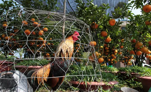 Đồng Tháp, nông dân, triệu phú, cây cảnh, tết