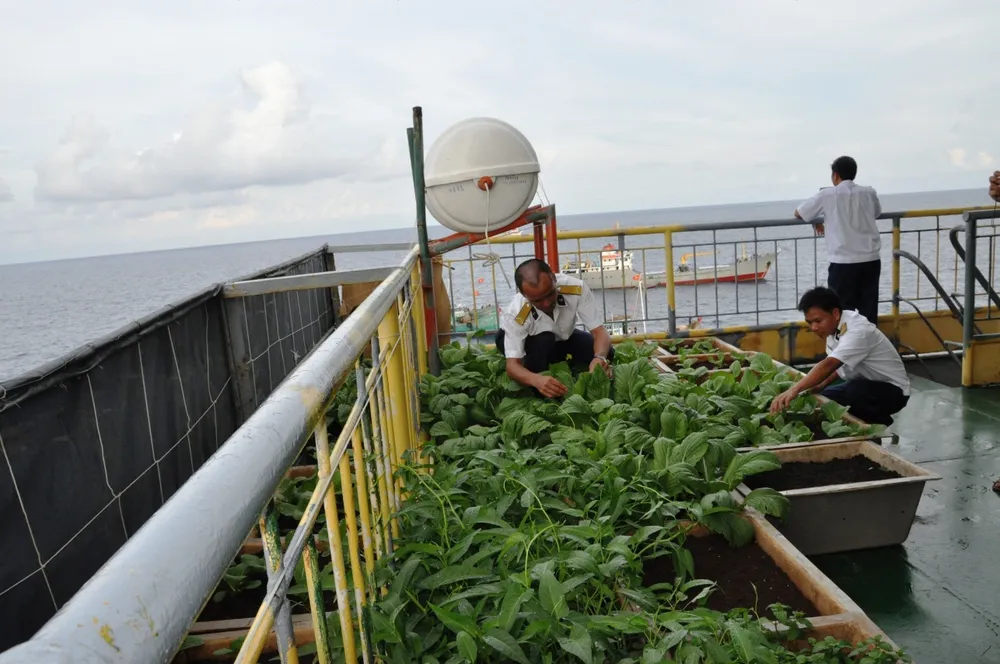 Mầm xuân từ những nhà giàn ảnh 1