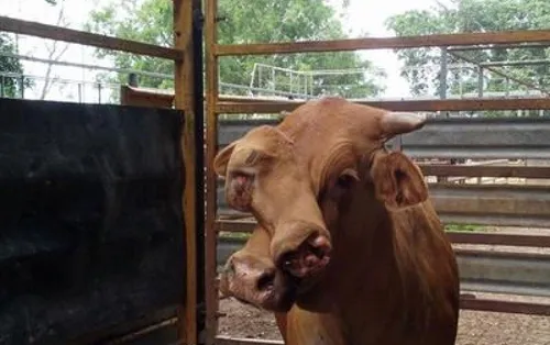 Bò hai đầu ở Australia. Ảnh:Mareeba Saleyards 6308104-3x2-940x627-4665-1426151688.jpg