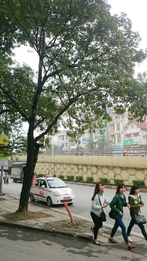 Cận cảnh hàng cây xanh trên đường đẹp nhất Việt Nam trước giờ bị đốn hạ