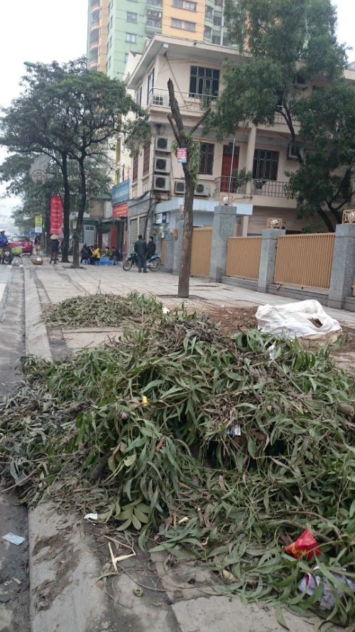 Cận cảnh hàng cây xanh trên đường đẹp nhất Việt Nam trước giờ bị đốn hạ