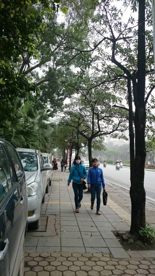 Cận cảnh hàng cây xanh trên đường đẹp nhất Việt Nam trước giờ bị đốn hạ