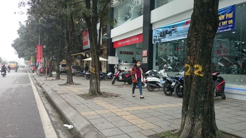 Cận cảnh hàng cây xanh trên đường đẹp nhất Việt Nam trước giờ bị đốn hạ