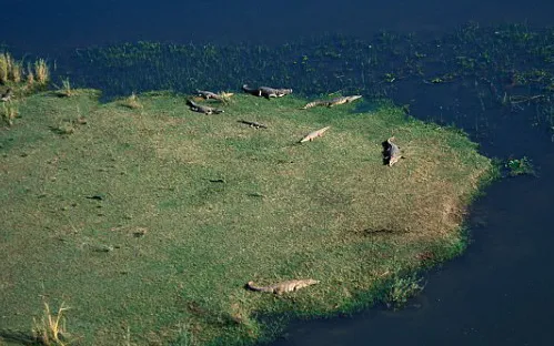 Du khách kinh hoàng chứng kiến cá sấu ăn thịt người đàn ông xấu số ảnh 2 Du khách kinh hoàng chứng kiến cá sấu ăn thịt người đàn ông xấu số ảnh 2