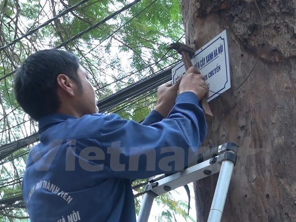 Hà Nội treo biển trưng cầu ý kiến người dân về thay thế cây xanh ảnh 1