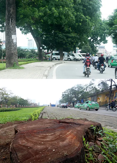Đường phố Hà Nội trước và sau chặt hạ cây xanh ảnh 8 Đường phố Hà Nội trước và sau chặt hạ cây xanh ảnh 8