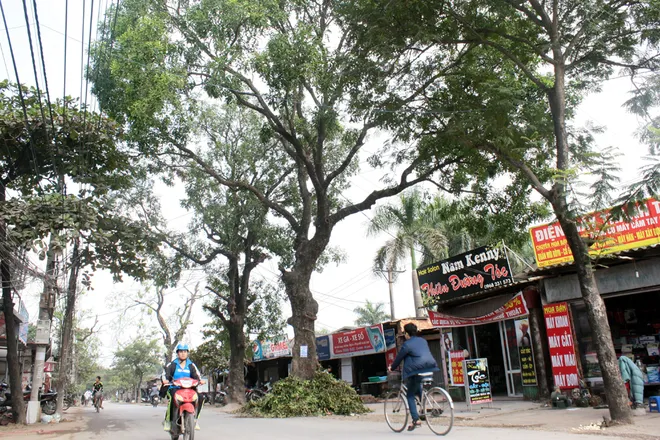 Đường phố Hà Nội trước và sau chặt hạ cây xanh ảnh 6 Đường phố Hà Nội trước và sau chặt hạ cây xanh ảnh 6