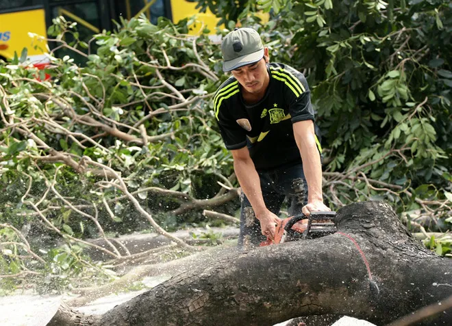 Đường phố Hà Nội trước và sau chặt hạ cây xanh ảnh 1