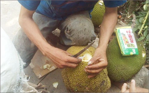 Cận cảnh 'công nghệ' khoét lỗ đổ hóa chất ép mít chín siêu tốc ảnh 1