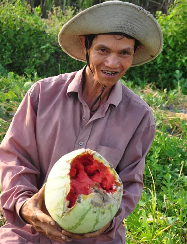 Đợt lũ thất thường tháng trước khiến nhiều quả trên ruộng dưa đến ngày thu hoạchcủa gia đìnhông Trung bị úng thối. Ảnh:Trí Tín. 10-4-Anh-3-Trau-an-dua-4058-1428685608.j