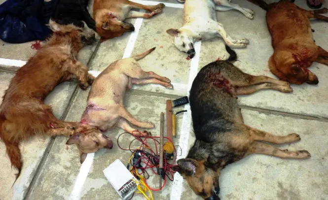 “Cẩu tặc” sử dụng súng xung điện bắn hạ chó - Ảnh: CTV “Cẩu tặc” sử dụng súng xung điện bắn hạ chó - Ảnh: CTV