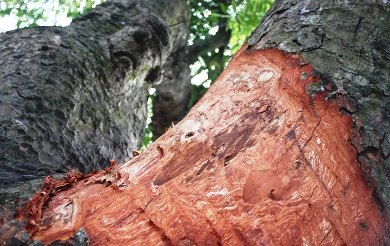 Hà Nội: Nhiều phố có hàng xà cừ cổ thụ bị vết 'chém' lạ ảnh 1