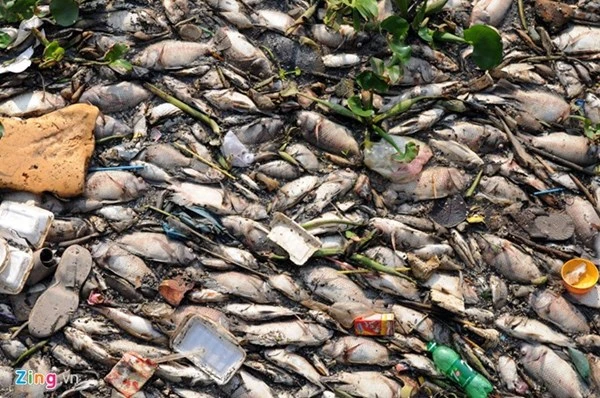 Mỗi ngày vớt hàng trăm ký cá chết ở kênh Nhiêu Lộc ảnh 4