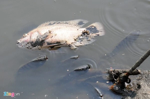 Mỗi ngày vớt hàng trăm ký cá chết ở kênh Nhiêu Lộc ảnh 5