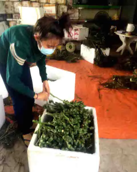 Một điểm thu mua cau non tại huyện Phong Điền