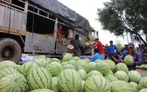 Nông sản 'bí' đầu ra: Sao mãi không ai chịu trách nhiệm? ảnh 1 Nông sản 'bí' đầu ra: Sao mãi không ai chịu trách nhiệm? ảnh 1