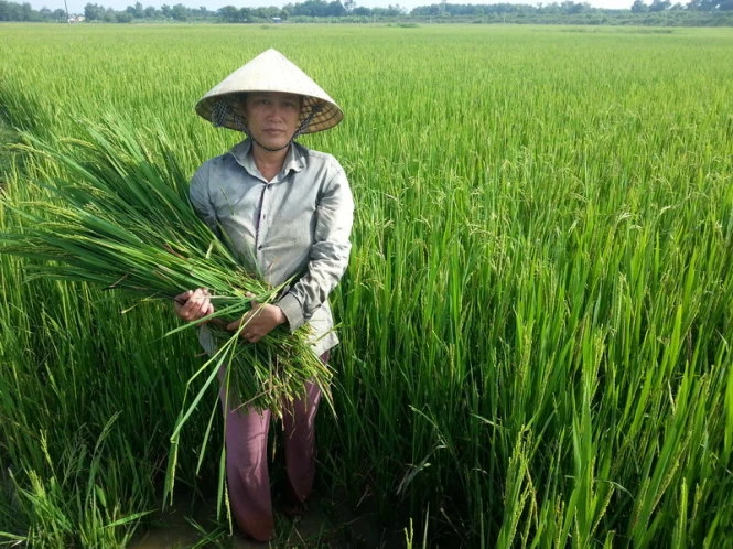 Bà con nông dân ở làng Bèo, xã Vĩnh Long, huyện Vĩnh Lộc (Thanh Hóa) đem cây lúa trổ bông mà không kết hạt về cho trâu bò ăn - Ảnh: Hà Đồng