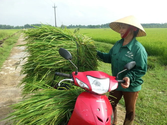 Hàng chục hộ dân ở làng Bèo bị mất trắng 3-5 sào, cá biệt nhiều hộ mất tới 8-10 sào lúanên trong thời gian tới có nguy cơ thiếu đói- Ảnh: Hà Đồng