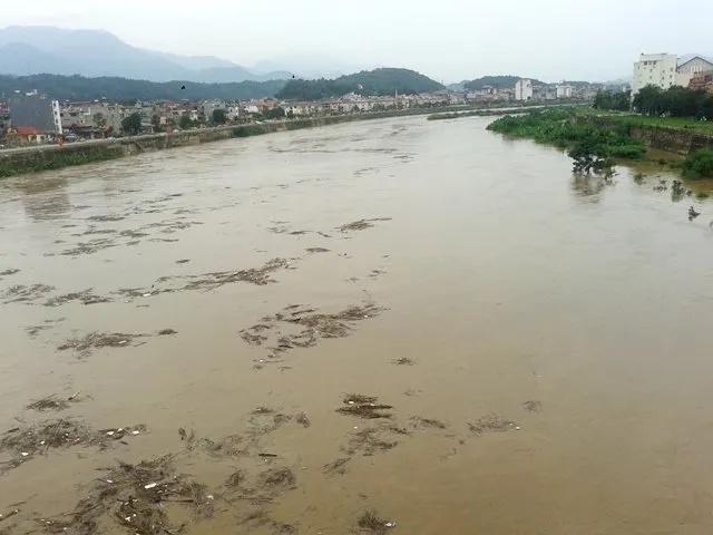 Củi rác trôi lềnh bềnh trên sông Hồng - Ảnh: Hồng Thảo Củi rác trôi lềnh bềnh trên sông Hồng - Ảnh: Hồng Thảo