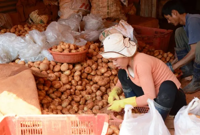 Cuối cùng là rải lên lớp đất đỏ trông giống như khoai tây được trồng ở Đà Lạt