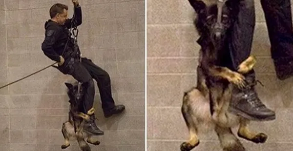 Chú chó cảnh sát 'run như cầy sấy' trong bài tập khó ảnh 1 Chú chó cảnh sát 'run như cầy sấy' trong bài tập khó ảnh 1