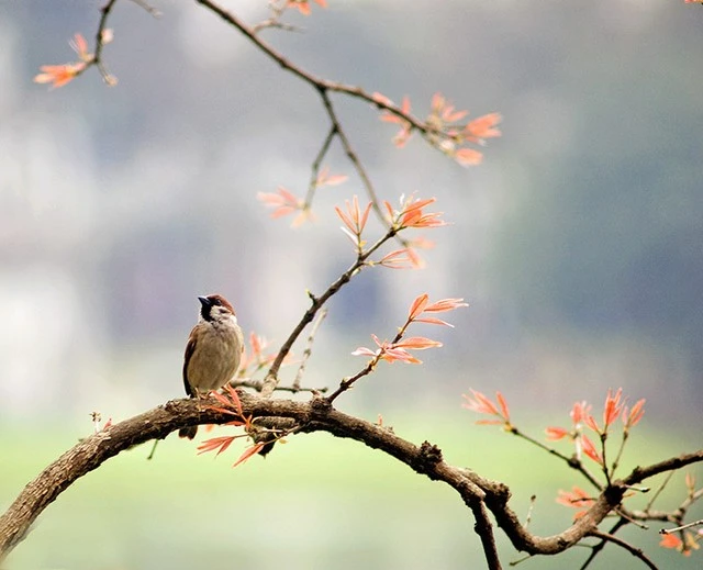  &nbsp;Mùa xuân Hồ Gươm 